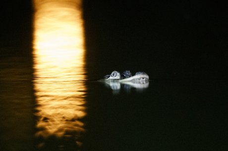 Aligator krokodil Čikago laguna