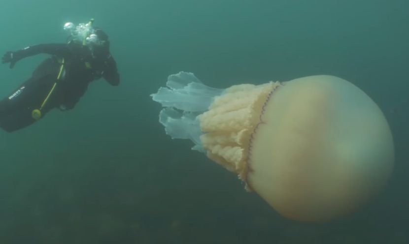Meduza džinovska meduza