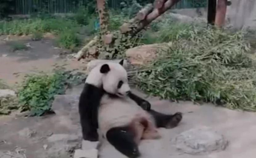 Panda Kina Peking Zooi vrt
