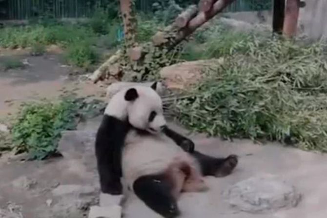 Panda Kina Peking Zooi vrt