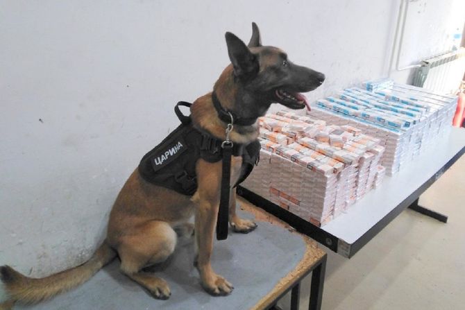 Carina, zaplena cigareta, carinski pas Carina, zaplena cigareta, carinski pas