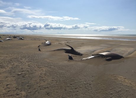 Kitovi mrtvi na Islandu