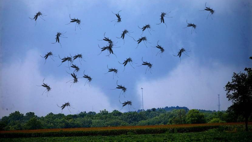 Tornado, komarci