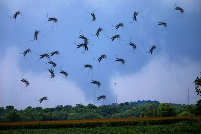 Tornado, komarci