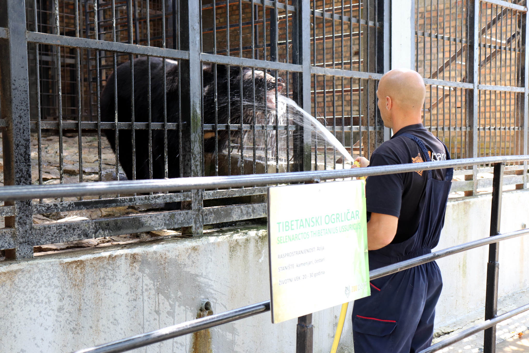 Neobični načini rashlađivanja životinja u Zoo vrtu: Evo šta rade hranitelji kad stigne vrelina