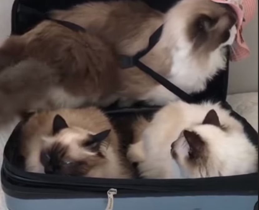 Mačke u koferu