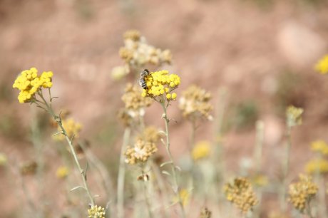 Kosta Perović Kosta Perović