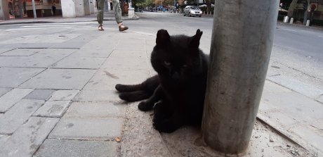 Crni mačak