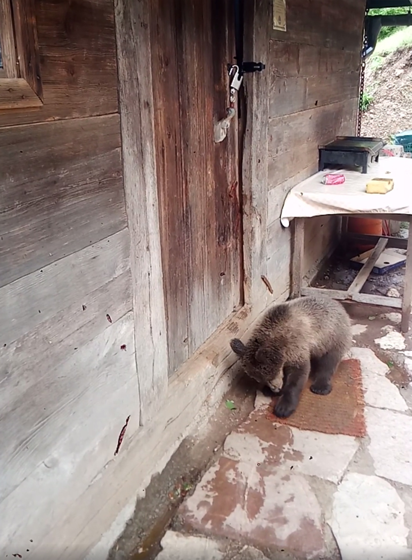 Medvedić iznenadio porodicu za Uskrs: Mladunče se uselilo kod njih i ne želi da ide, snimci su preslatki