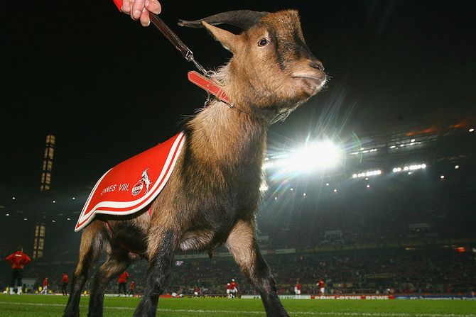 FK Keln, maskota Henes VII FK Keln, maskota Henes VII