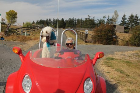 Putovanje Norma i pas Ringo i sin čarli