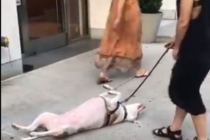 Pas ljubimac izležavanje Njujork Pas ljubimac izležavanje Njujork