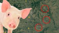 Ponovo se pojavila afrička kuga svinja u Srbiji: Kako se prenosi, da li je opasna po ljude i kako je sprečiti?