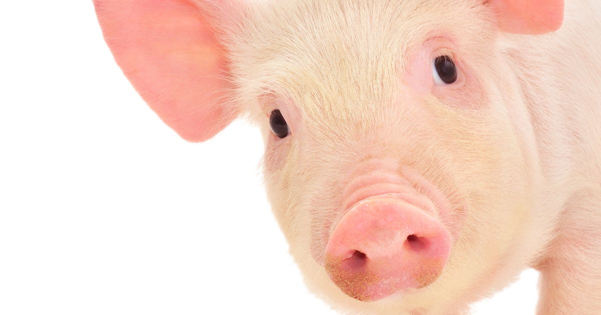 Piglet hanging upside down from a power line is circulating the world: When you hear how it got there, you'll be shocked!