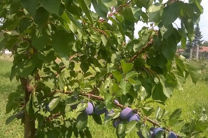 Šljiva kajsija Šljiva kajsija