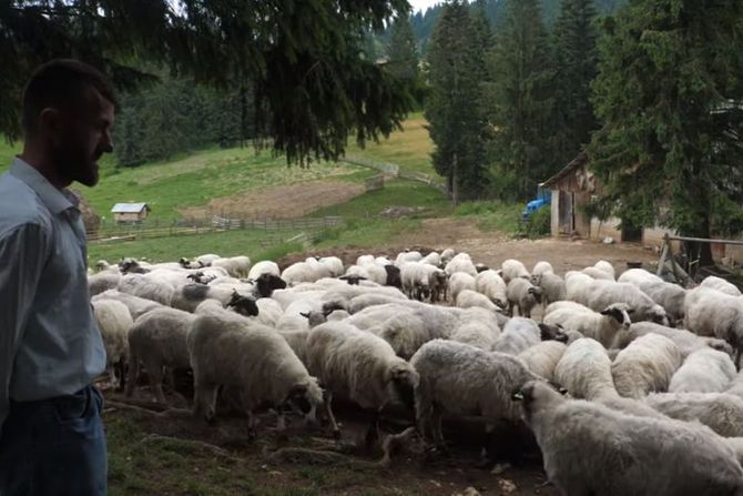 Halil Sefer tornjak ovce BiH