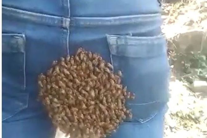 pcele guza indija pcele guza indija