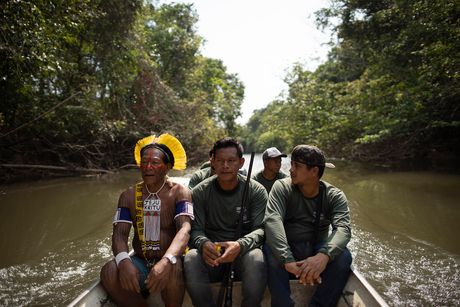 Veliki deo krčenja šuma u brazilskom delu Amazonije vrši se ilegalno da bi se dobio nov prostor za uzgoj stoke. Načelnik zajednice Kaiapo kaže da ne želi drvoseče na svojoj zemlji optužujući ih za prikrivanje ilegalnih radnji i vršenja pritiska na starosedeoce.