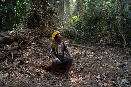 Veliki deo krčenja šuma u brazilskom delu Amazonije vrši se ilegalno da bi se dobio nov prostor za uzgoj stoke. Načelnik zajednice Kaiapo kaže da ne želi drvoseče na svojoj zemlji optužujući ih za prikrivanje ilegalnih radnji i vršenja pritiska na starosedeoce. Veliki deo krčenja šuma u brazilskom delu Amazonije vrši se ilegalno da bi se dobio nov prostor za uzgoj stoke. Načelnik zajednice Kaiapo kaže da ne želi drvoseče na svojoj zemlji optužujući ih za prikrivanje ilegalnih radnji i vršenja pritiska na starosedeoce.