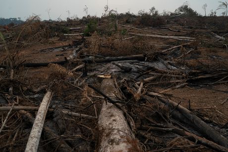 Veliki deo krčenja šuma u brazilskom delu Amazonije vrši se ilegalno da bi se dobio nov prostor za uzgoj stoke. Načelnik zajednice Kaiapo kaže da ne želi drvoseče na svojoj zemlji optužujući ih za prikrivanje ilegalnih radnji i vršenja pritiska na starosedeoce.