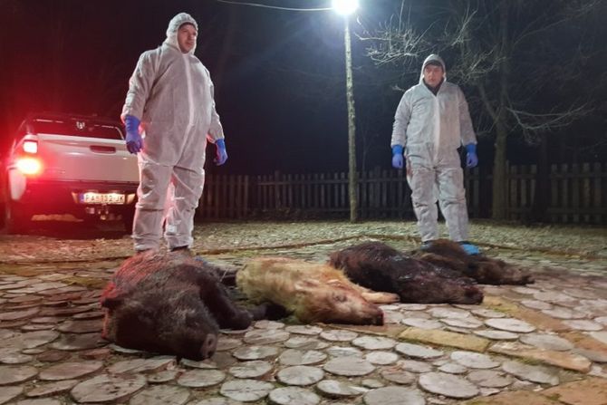 Divlje svinje Divlje svinje