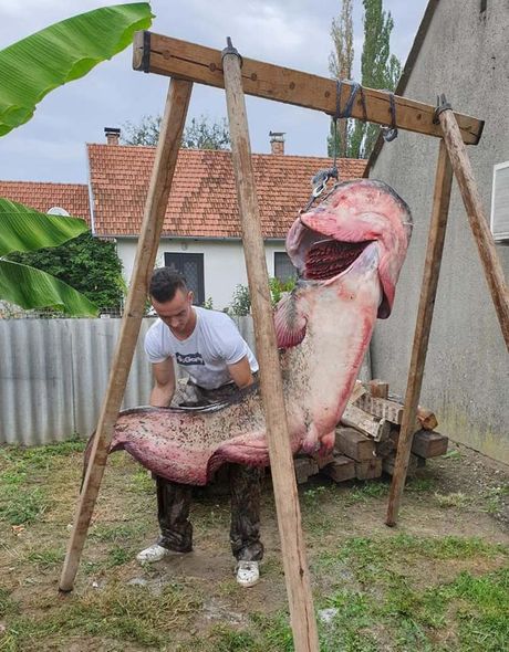 Ogromna riba, Slavonski brod Ogromna riba, Slavonski brod