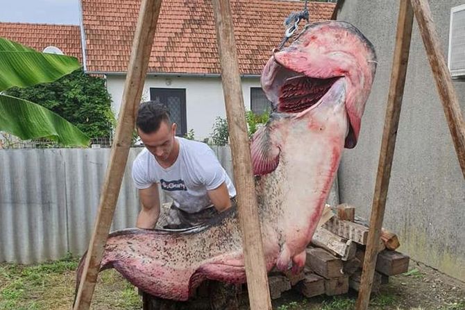 Ogromna riba, Slavonski brod Ogromna riba, Slavonski brod