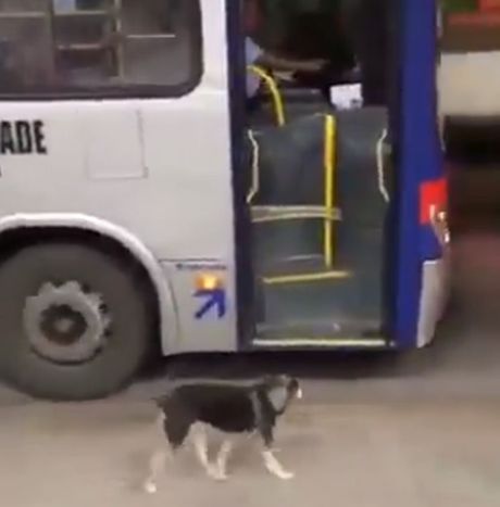 Pas ulazi u autobus