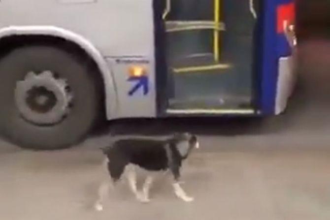 Pas ulazi u autobus Pas ulazi u autobus