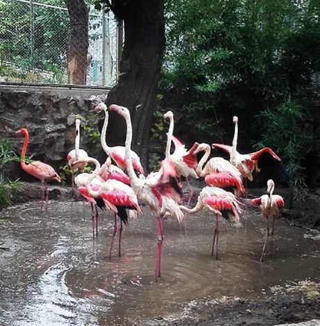 flamingosi, Beo zoo vrt