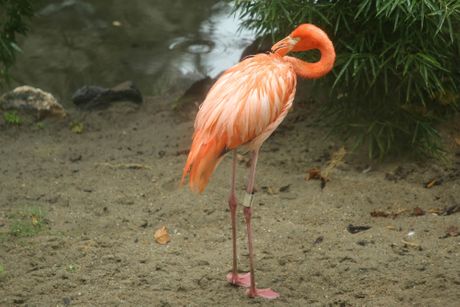 Flamingosi, Beogradski Zoo Vrt, Zoološki Vrt