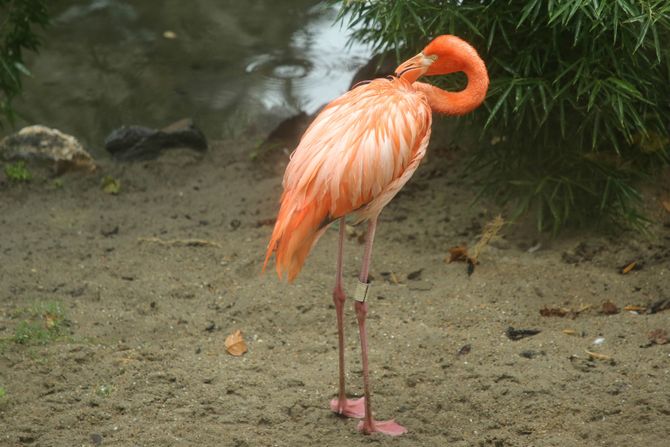 Flamingosi, Beogradski Zoo Vrt, Zoološki Vrt