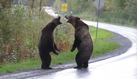 Medvedi grizliji sukob Kanada