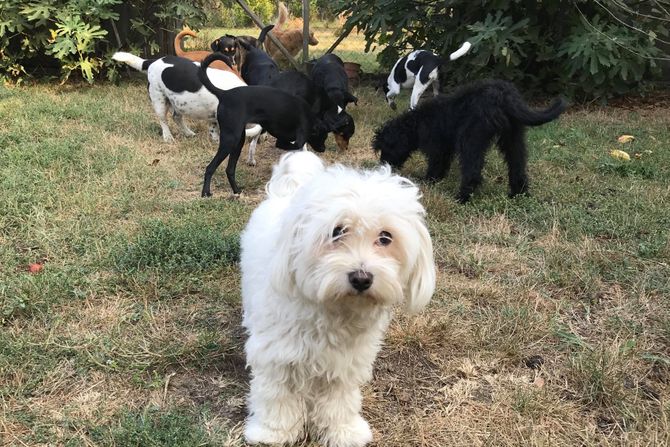 Tanja's dog shelter, Starčevo, azil za pse