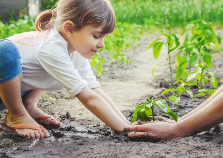 Deca devojcica sade sadi drvo drvece biljke bastovanstvo priroda