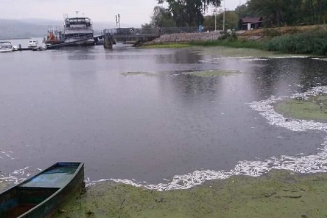 Pomor ribe, Srebrno jezero, ribokradice