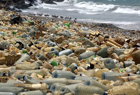 Ptice obala more zagađenost plastika