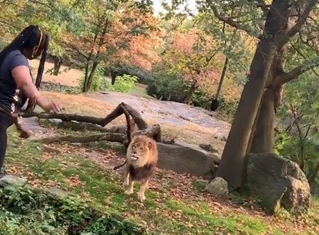 Zoo vrt Njujork lav
