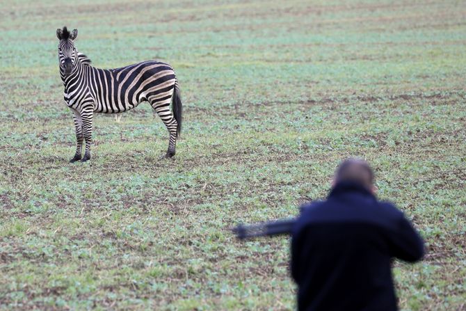 Zebra Nemačka