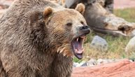 Medved napao muškarca u šumi kod Ljubljane: Izašao da prošeta psa, pa zaradio ugriz