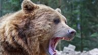 Medved napao čoveka dok je u svom dvorištu pio kafu i ubio ga: Žrtva vrištala, ali je pomoć stigla prekasno