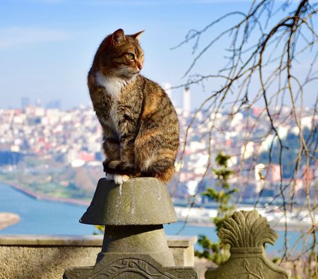 mačke Istanbul