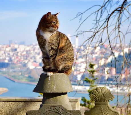 mačke Istanbul mačke Istanbul