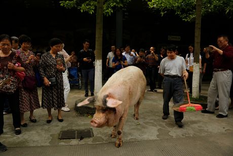 Kina svinja
