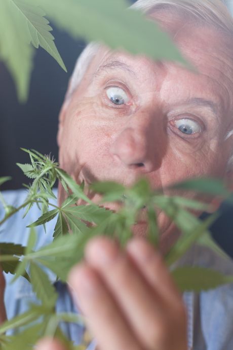 Marihuana, kanabis, stariji muškarac, deda, droga Marihuana, kanabis, stariji muškarac, deda, droga