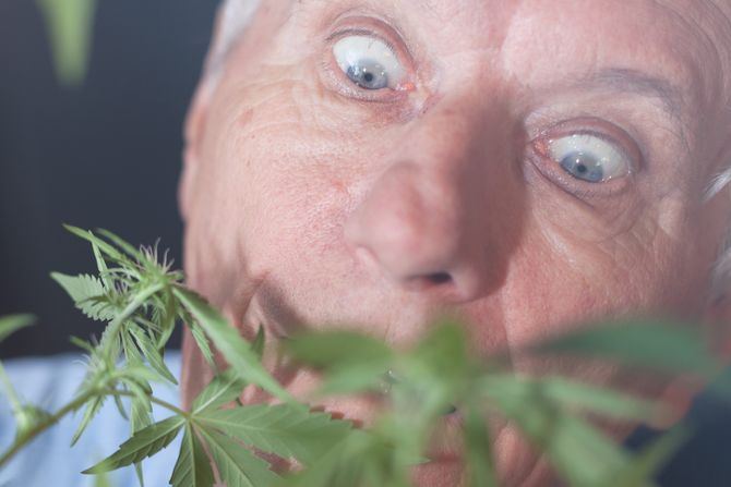 Marihuana, kanabis, stariji muškarac, deda, droga Marihuana, kanabis, stariji muškarac, deda, droga