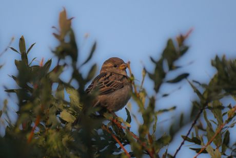Vrabac na grani Vrabac na grani