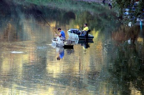 pecanje, Velika Morava, Jagodina