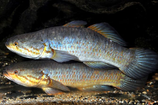 Severna zmijoglava riba (channa argus), Snakehead Gudgeon