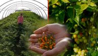 U Vesninom plasteniku raste najskuplja paprika na svetu: Kilogram Ahi Čarapite vredi 18.000 evra!